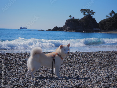 桂浜と白い犬