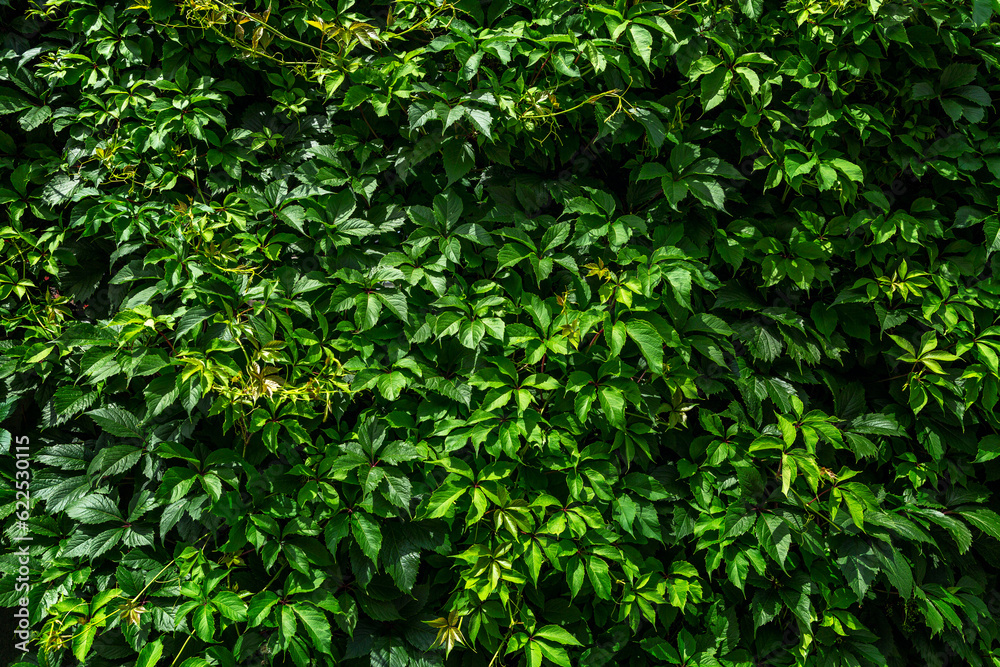 Dense green hedge of wild grapes. Background Space for text. Dense green hedge of wild grapes. Background Space for text.