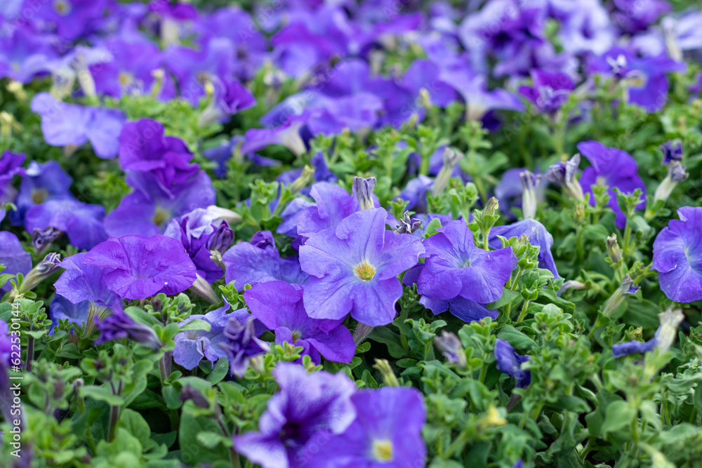 Violet, purple flowers of surfinia, petunia. Spring flowers. Seasonal gardening. Purple surfinia blossom. Violet bloom of surfinia (ampelous petunia). Violet, purple flowers of surfinia, petunia. Spring flowers. Seasonal gardening. Purple surfinia blossom. Violet bloom of surfinia (ampelous petunia).