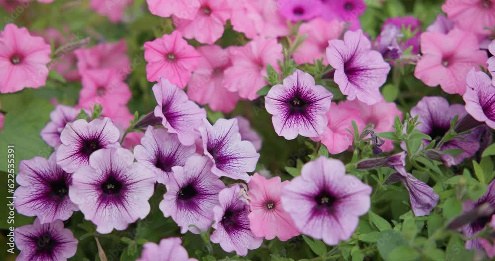 bright pink magenta white petunia flower blossom close-up outdoors bright pink magenta white petunia flower blossom close-up outdoors