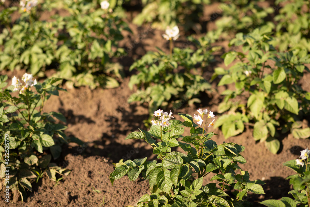 Green potato bushes planted in rows on a farm field. Agriculture summer sunny day. Vegetables field. Selective focus Green potato bushes planted in rows on a farm field. Agriculture summer sunny day. Vegetables field. Selective focus