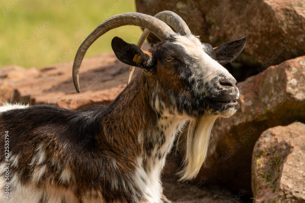 Spanish Goat posing

