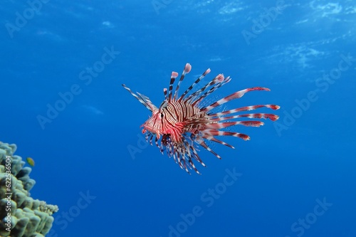 Fotografía Red bright lionfish in the blue tropical ocean with the coral reef