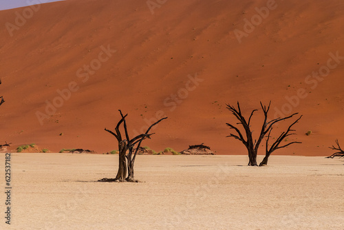 Overview of the petrified dead trees in the Deadvlei area of Namibia