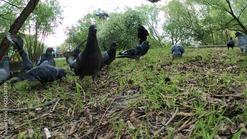 In the urban park, many hungry birds, including a flock of pigeons, walk about in the background, their beaks open wide, eager to feed on any available scraps nearby.