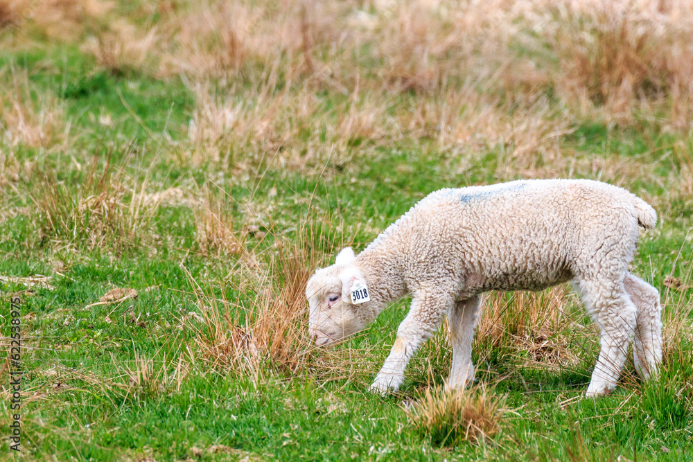 北海道恵庭市、生まれて間もない子羊のお散歩【4月】