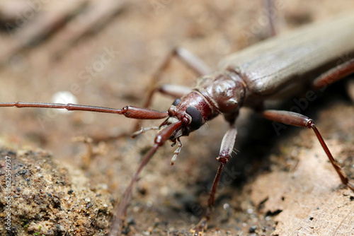 	雑木林の地面を移動するホソカミキリの成虫上体部（マクロレンズ使用・ストロボ＋自然光・接写写真） photo