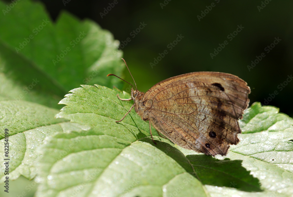 Fototapeta premium 草葉の上でポーズするジャノメチョウ（マクロレンズ使用・ストロボ＋自然光・接写写真）