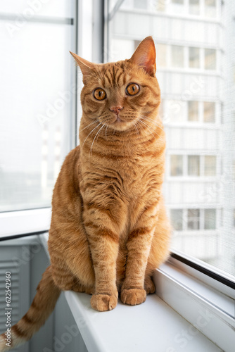 A large adult cute ginger cat sits on a windowsill and looks at the camera. Pets theme. Selective focus.