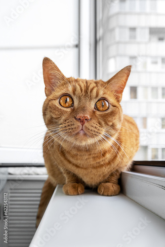Large adult cute ginger cat sitting on windowsill looking up. Pets theme. Selective focus.