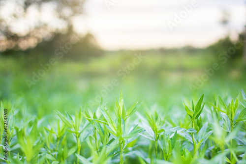 green grass background