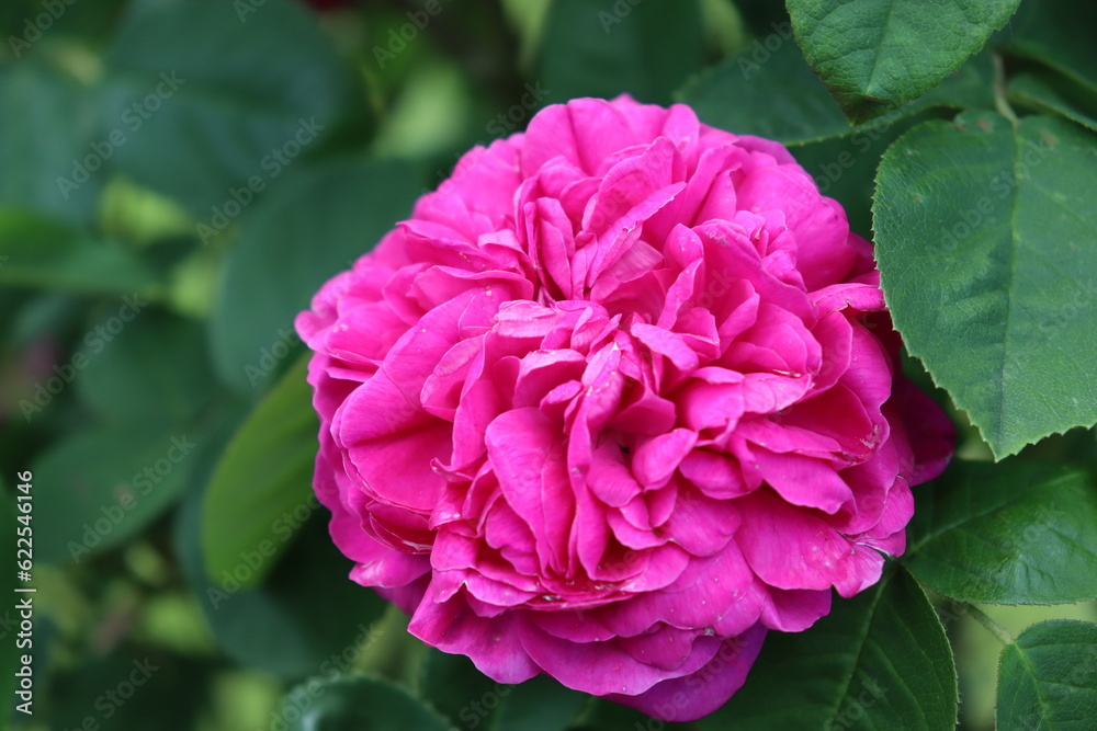 closeup of filled pink rose flower