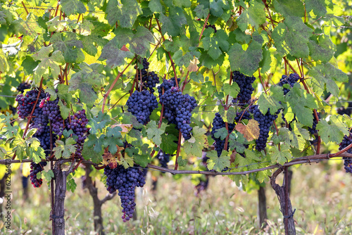 Beautiful bunch of black nebbiolo grapes with green leaves in the vineyards of Barolo, Piemonte, Langhe wine district and Unesco heritage, Italy photo