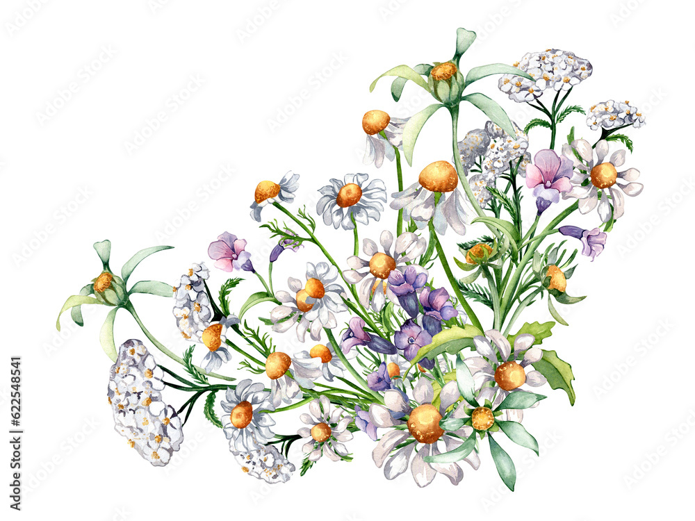 Composition of chamomile, yarrow, three lobe beggartick medicinal plants watercolor illustration isolated on white. Purple, yellow flower hand drawn. Design for label, package, postcard, card