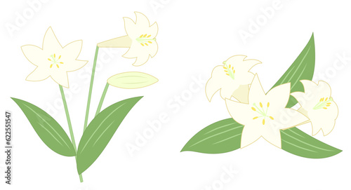 ユリの花