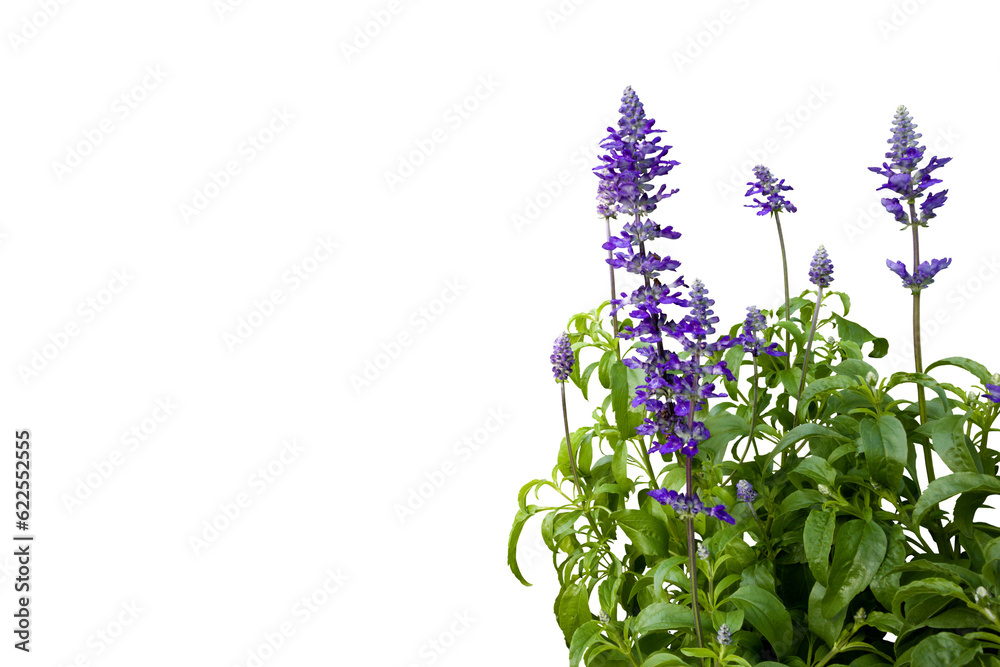 Obraz premium Isolated image of a garden plant with purple flowers on a png file at transparent background.