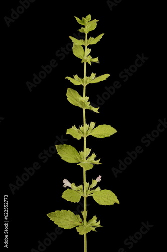 Fotografie Lemon Balm (Melissa officinalis). Habit During Anthesis