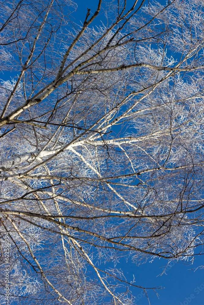 Branches of a birch crown covered with white frost on a frosty winter day. Trees on the background of blue sky in winter, vertical view Branches of a birch crown covered with white frost on a frosty winter day. Trees on the background of blue sky in winter, vertical view