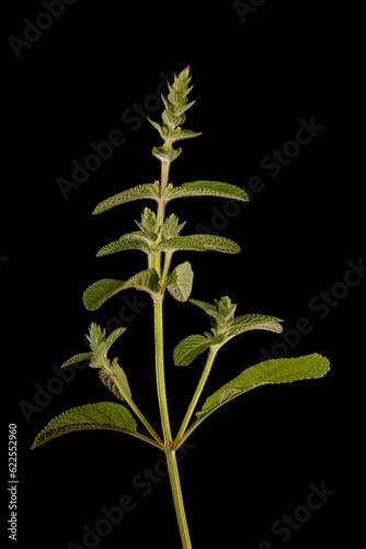 Annual Clary (Salvia viridis). Immature Inflorescence Closeup