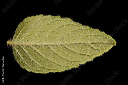 Wild Basil (Clinopodium vulgare). Leaf Closeup photo