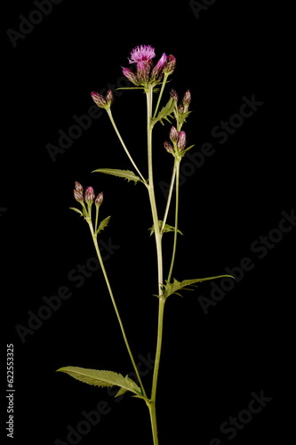 Fotografía Saw-Wort (Serratula tinctoria). Synflorescence Closeup