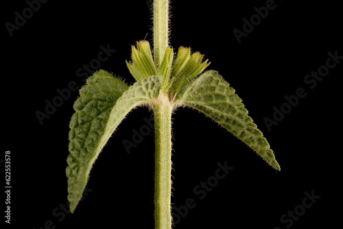 Annual Clary (Salvia viridis). Opposite Leaves Closeup photo