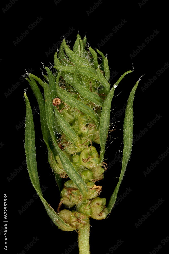 Naklejka premium Summer Cypress (Bassia scoparia). Inflorescence Detail Closeup