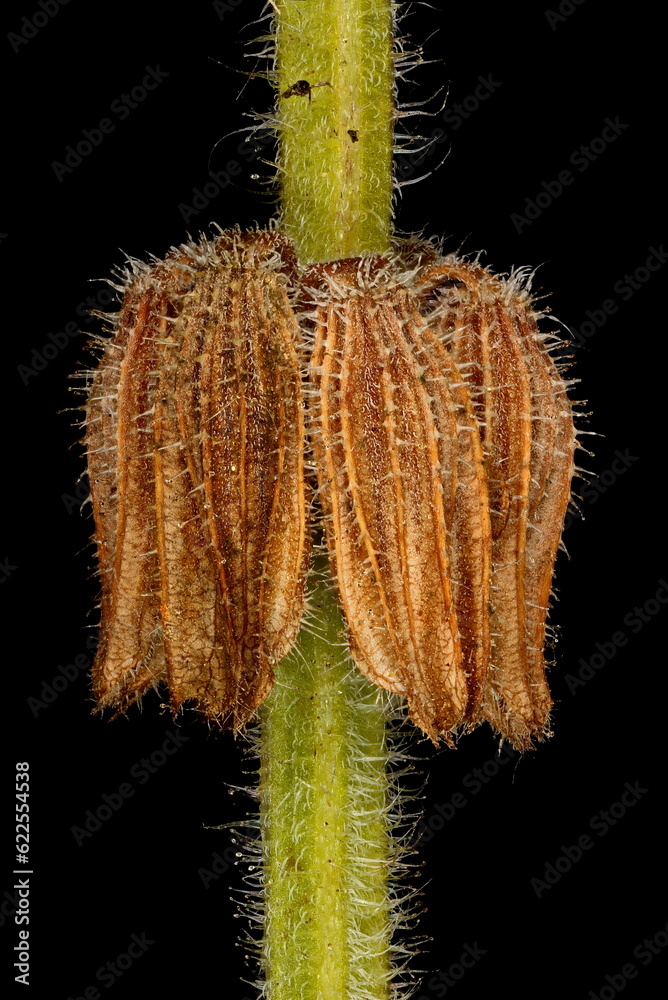 Naklejka premium Annual Clary (Salvia viridis). Fruiting Verticillaster Closeup