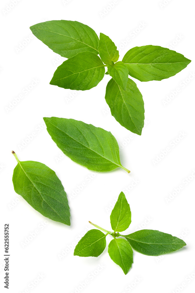 Fototapeta premium fresh basil leaves isolated on white background