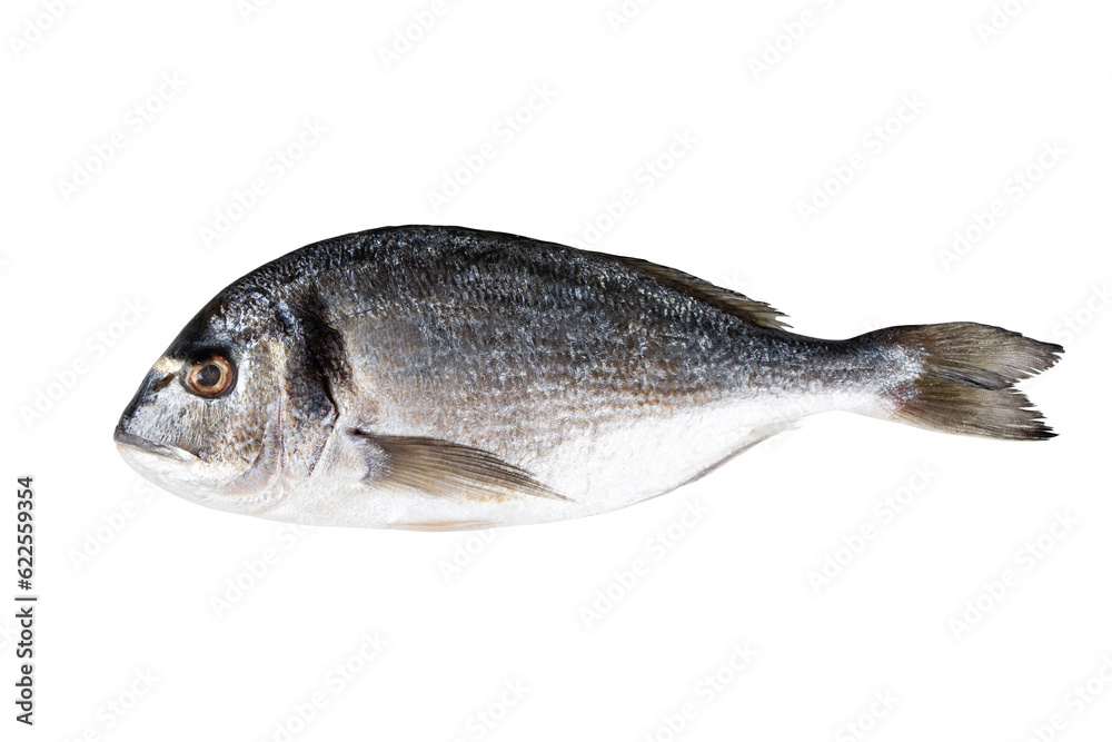 Raw fresh fish dorado isolated on white background with clipping path. Full Depth of field. Focus stacking. PNG - obrazy, fototapety, plakaty 