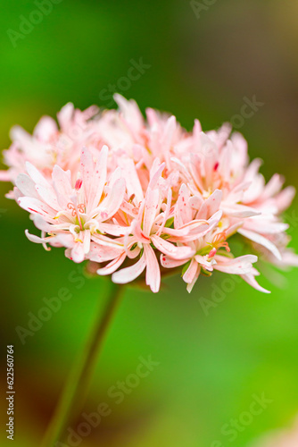 Close-up Macro Shot of Pelargonium or Garden Geranium Flowers of Vectis Spider Sort. photo