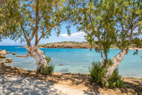 Trees on the shore of the bay and sea view on the background  Agioi Apostoloi village  Daratsos  Chania  Crete  Greece