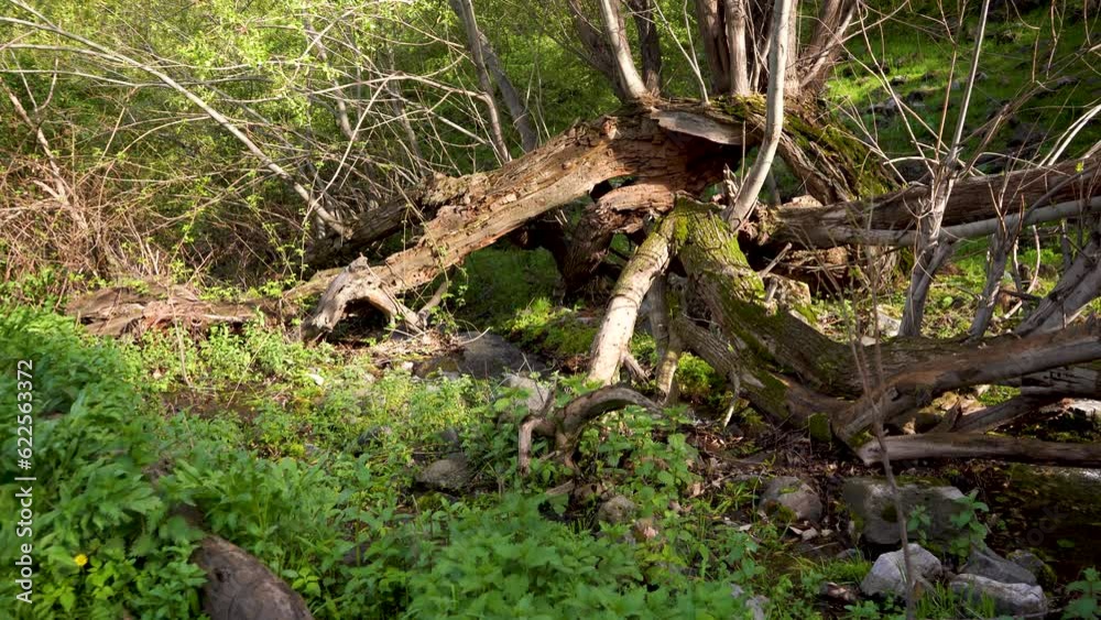 broken tree and a river broken tree and a river