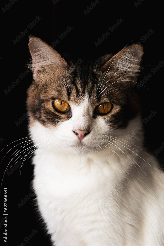 domestic cat looking at camera isolated on dark background. Domestic cat closeup photography