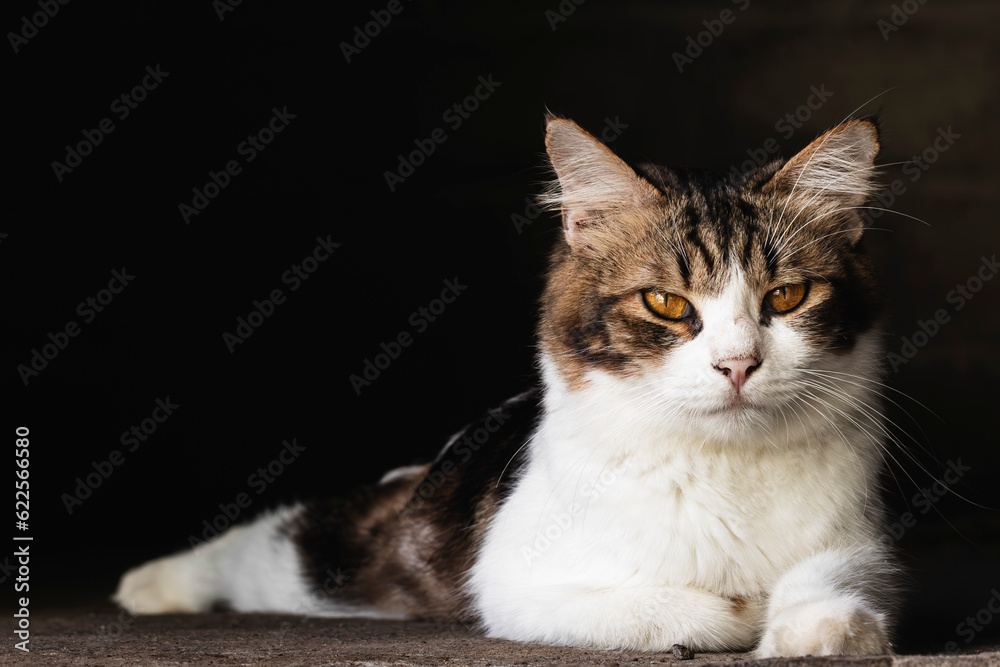 domestic cat looking at camera isolated on dark background. Domestic cat closeup photography domestic cat looking at camera isolated on dark background. Domestic cat closeup photography