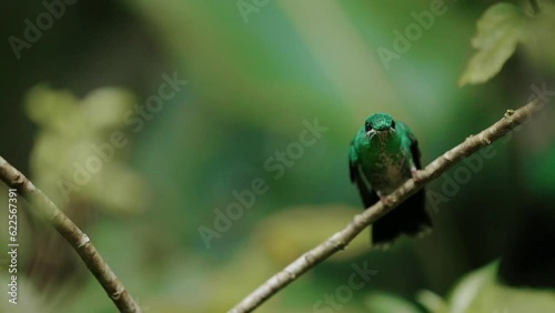 Hummingbird Green Crowned Brilliant Costa Rica Jungle photo