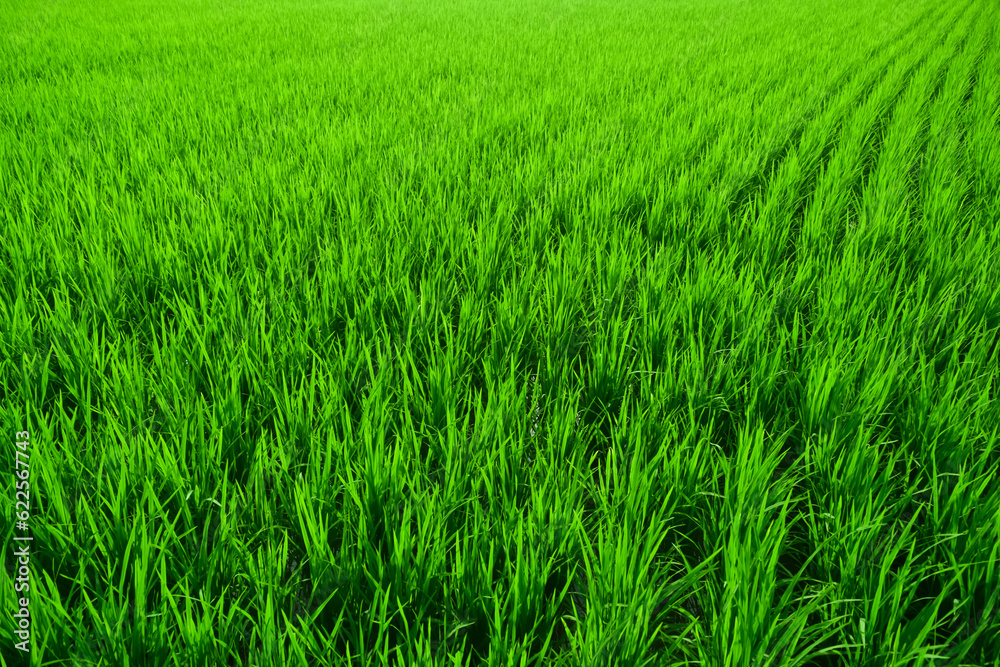 the green rice field