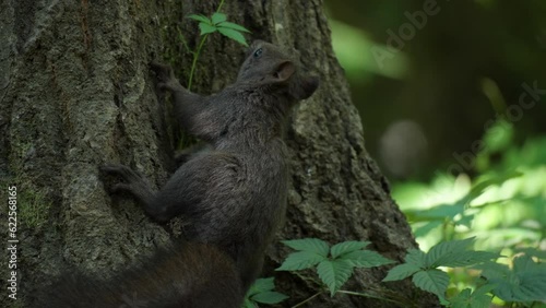 Eurasian Red Squirrel (Sciurus vulgaris orientis) Eating Handing on Tree Trunk in Summer Forest - close-up photo