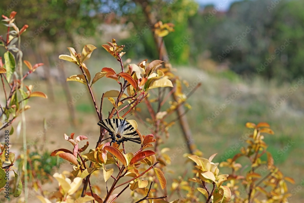 A butterfly perched in some bushes in the countryside. A butterfly perched in some bushes in the countryside.