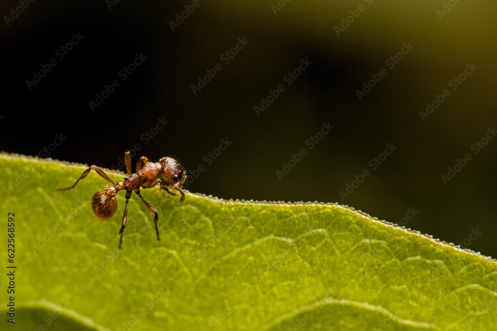 Ant on the edge of a green leaf, dark background. Macro. Ant on the edge of a green leaf, dark background. Macro.