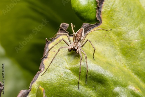 Nursery web spider (Pisaura mirabilis) sitting on a green leaf. Close up. photo