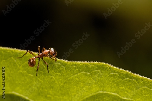 Ant on the edge of a green leaf, dark background. Macro.