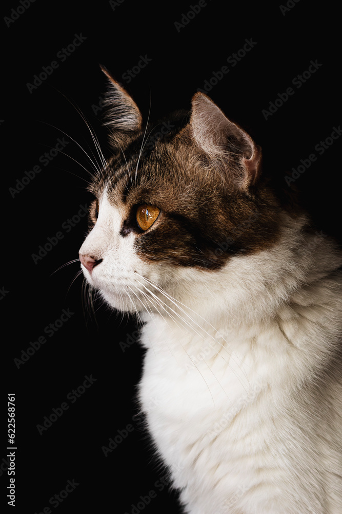 domestic cat closeup photography isolated on dark background.