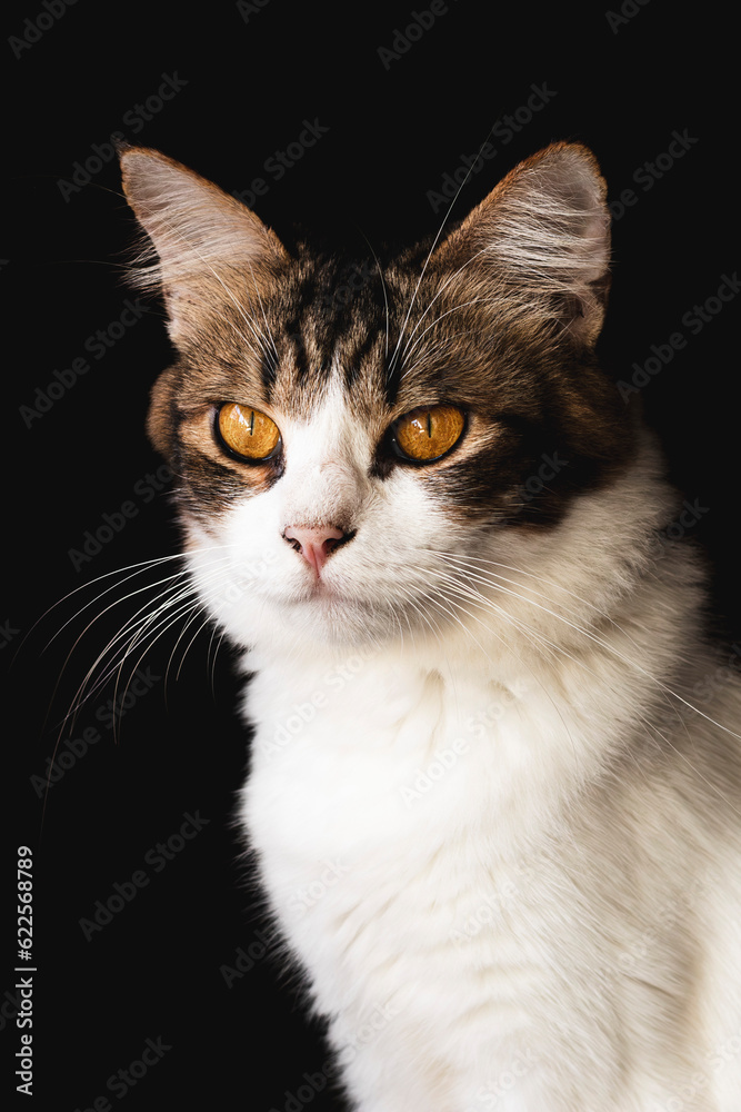 domestic cat closeup photography isolated on dark background. domestic cat closeup photography isolated on dark background.
