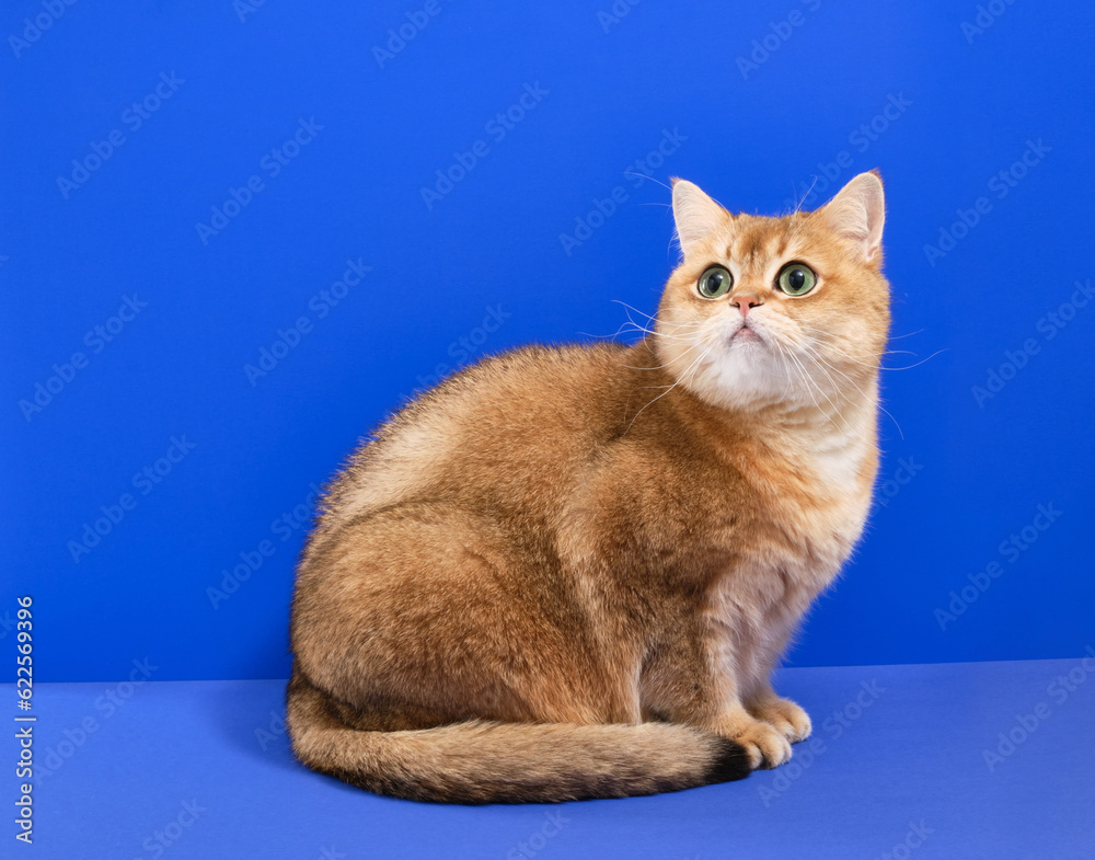 A beautiful purebred cat with green eyes. Pets and comfort.