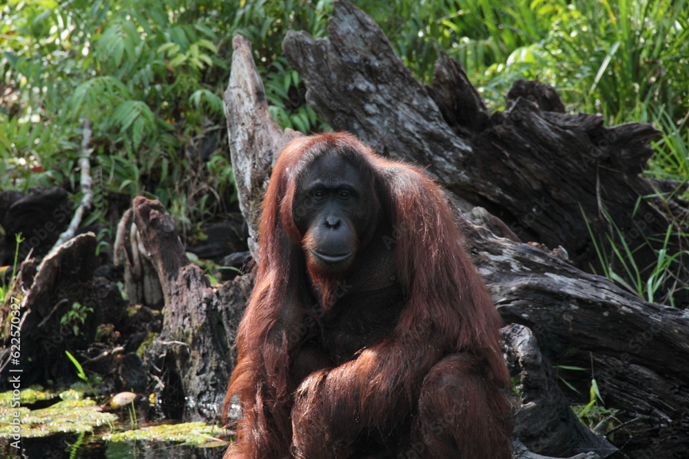 Fototapeta premium pongo pygmaeus in borneo river 