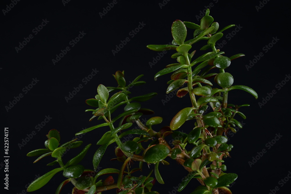Fototapeta premium indoor plant, a variety of krasula 