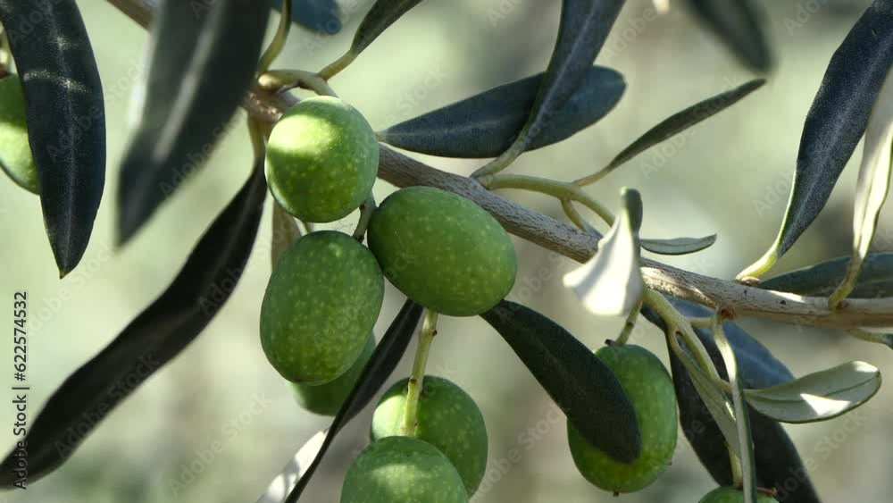 olive tree branch with unripe olives. 4k video