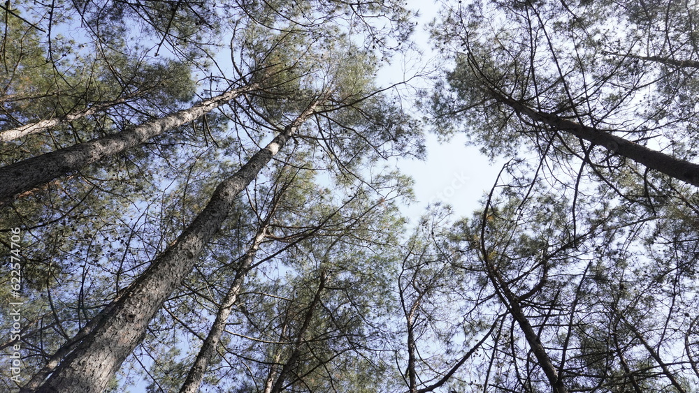 Fototapeta premium trees with branches reaching into the sky