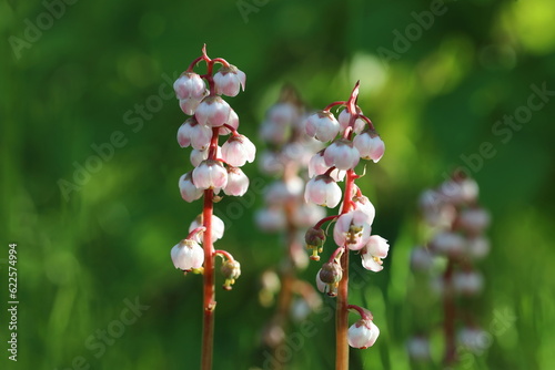 Pyrola minor. Wood lily during flowering in the Arctic part of Russia